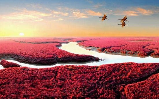 4,辽宁盘锦红海滩 红海滩出现的时间太短了,只有选择恰当的地方