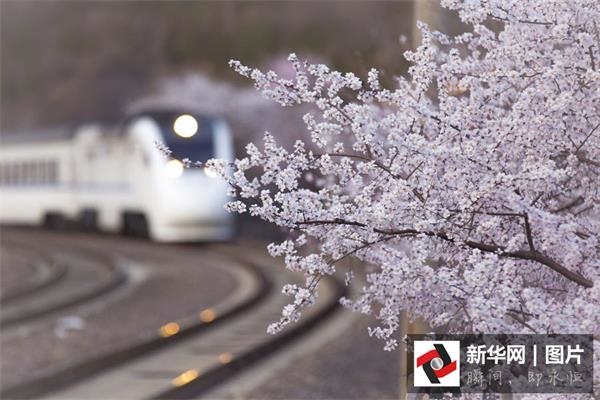和谐号穿越 居庸关花海  美到窒息(组图)_手机中