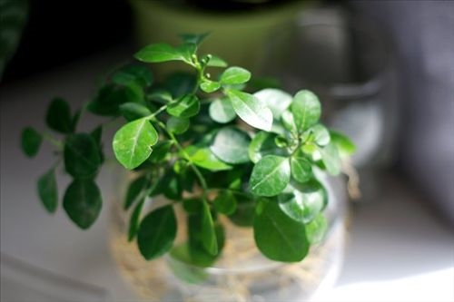 30多平米的家所有的爱