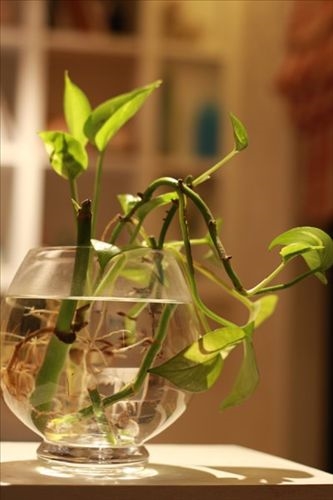 30多平米的家所有的爱