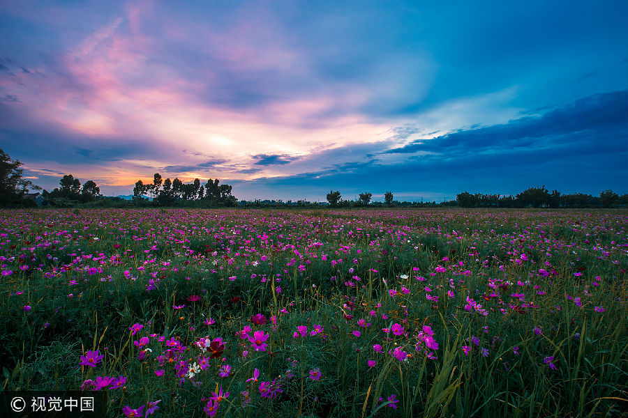 VCG21bfeb68297花海-2.jpg