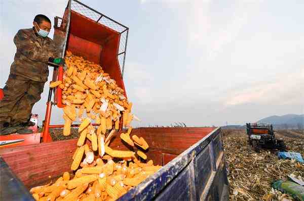 10月26日,在吉林省磐石市烟筒山镇,农民将收获的玉米倒入拖拉机.