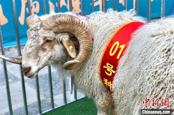 2020年宁夏盐池优质滩羊种公羊拍卖会上的参赛滩羊(资料图.