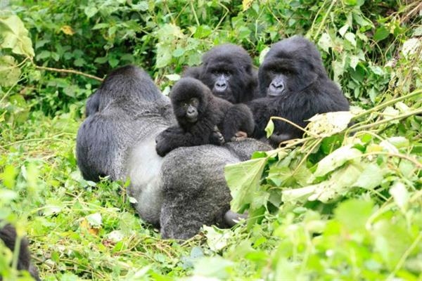 維龍加國家公園,是剛果民主共和國的天然動物園