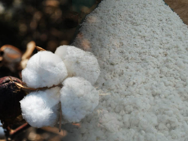 棉花 阶段性偏空