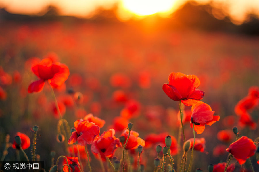 VCG41513095258花。jpg