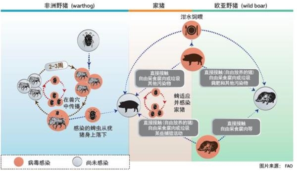 新闻 社会新闻 > 佛山祛痘哪里最好 > 正文   从传播途径看,健康猪与