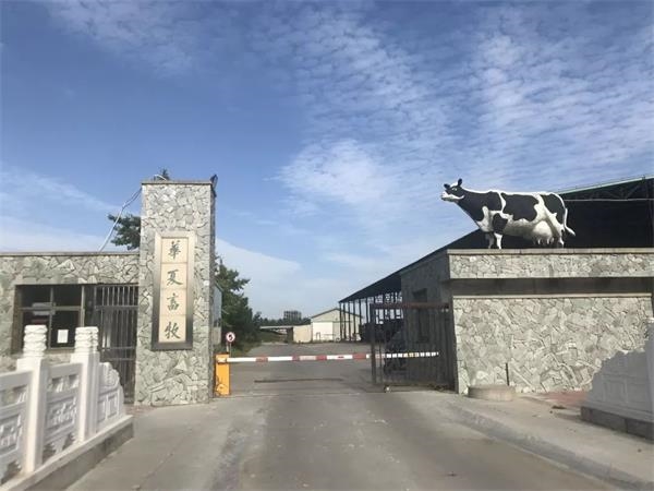 硅谷精英在河北努力养牛14年。现在牧场上只剩下一头“牛”