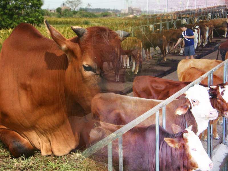 8家畜禽养殖公司三季报预增