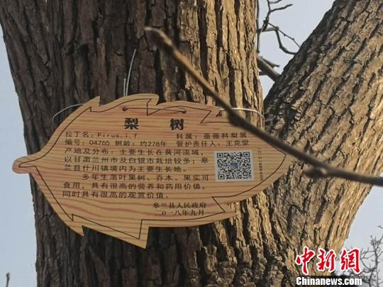 世界第一古梨园“百年古树挂二维码”身份证