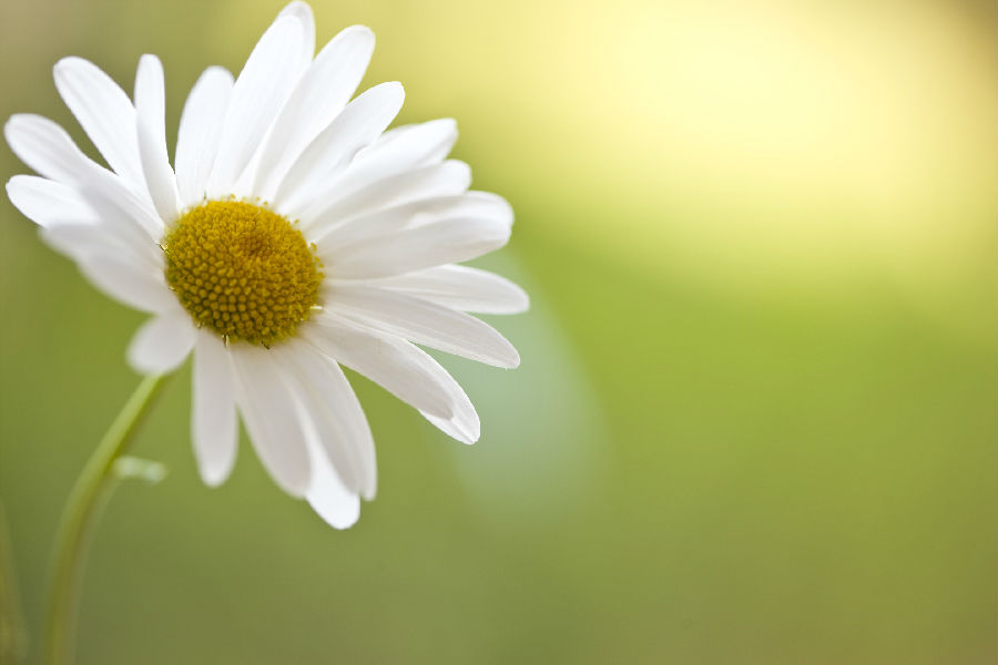 QJ6663839510小雏菊。jpg