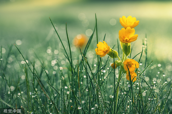 VCG211163037866黄色的花。jpg