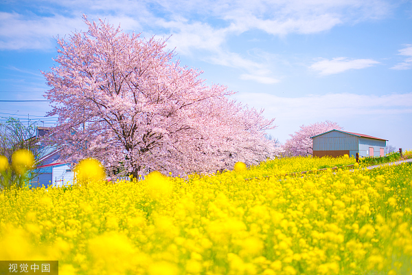 VCG41560754951粉色的树。jpg