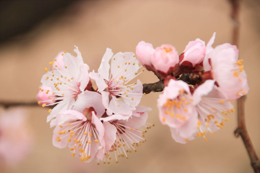 QJ9124071633梅花。jpg