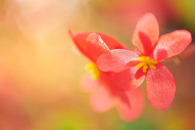 QJ6969138238花。jpg