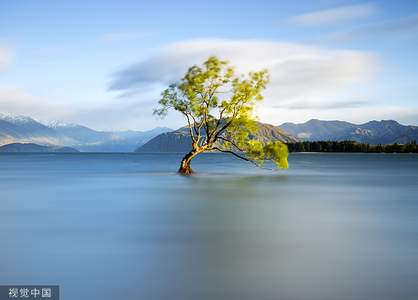 VCG21gic19594843湖中树。jpg