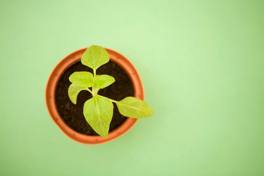 QJ6638772176植物。jpg