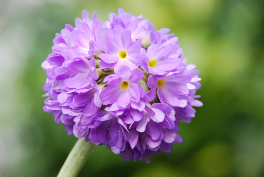 QJ6837540615报春花。jpg