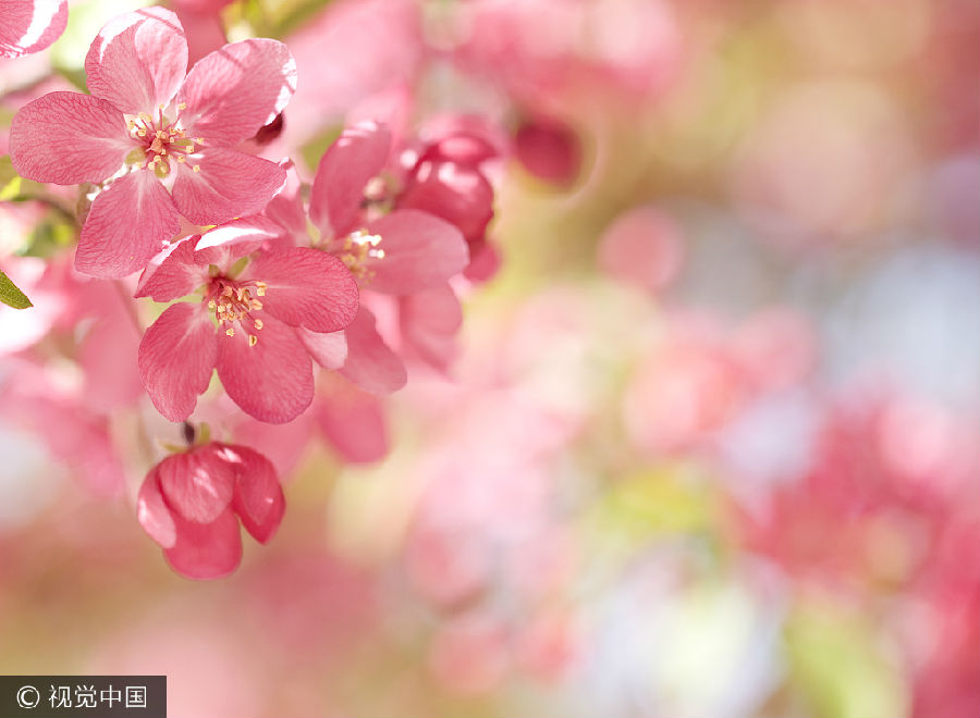 VCG41154925680花。jpg