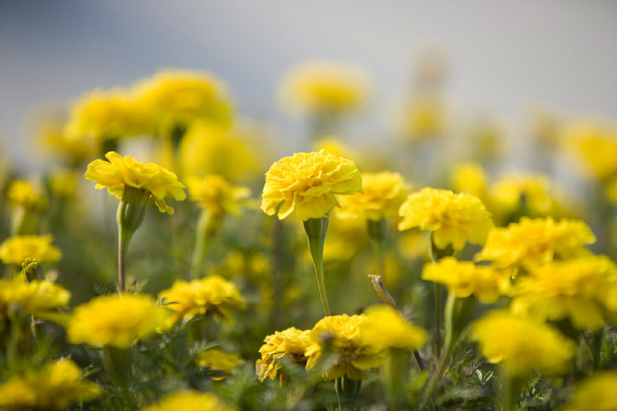 QJ6970779187黄色的花。jpg