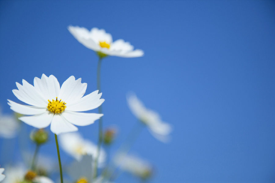 QJ8179541220花。jpg