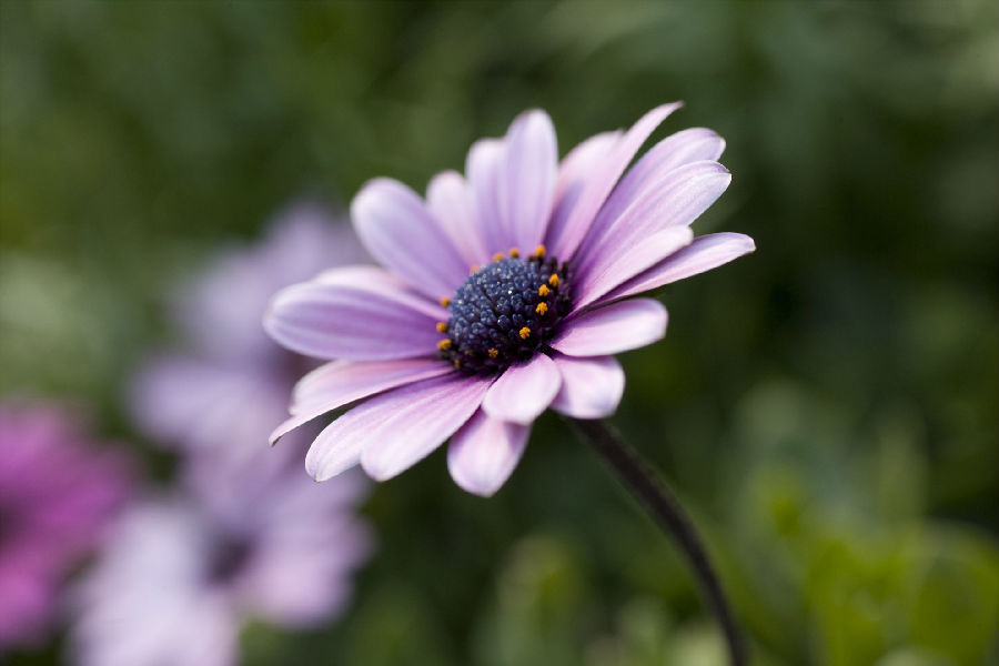 QJ6590348051花。jpg