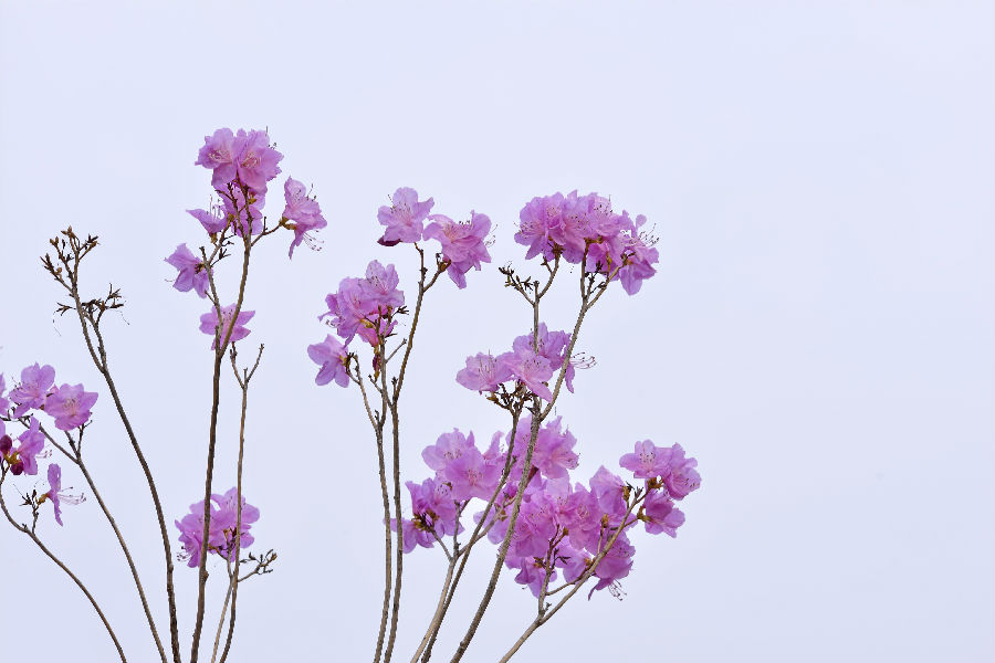QJ7101189534花。jpg