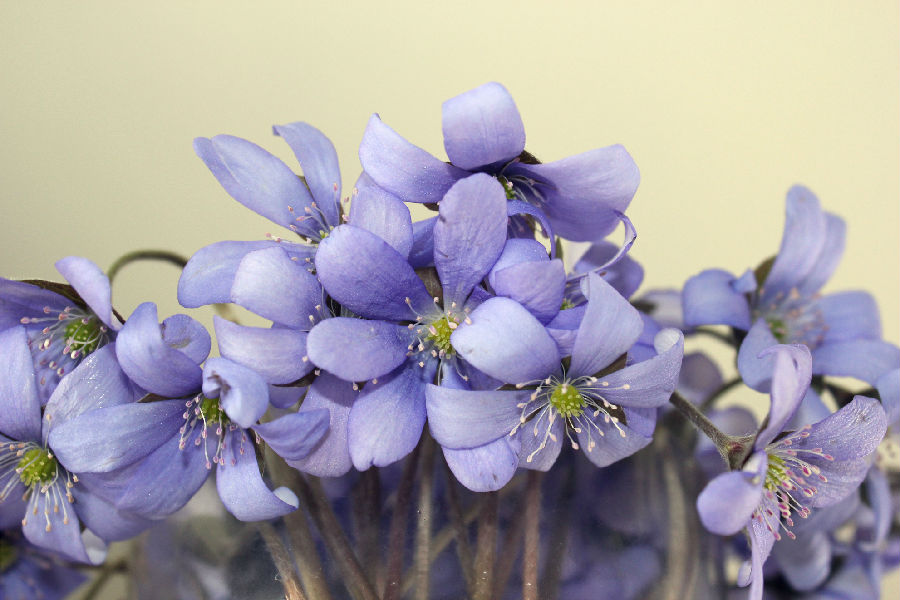 QJ8912414786花。jpg