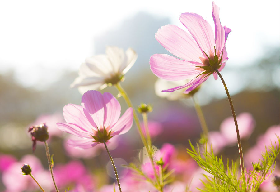 QJ6642794231花。jpg