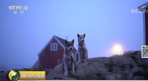 格陵兰岛的雪橇狗要失业了?！原因让人心疼。。。 