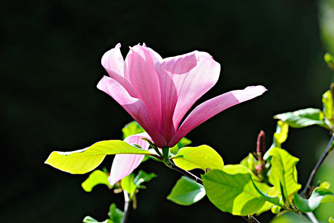 QJ6404906629花。jpg