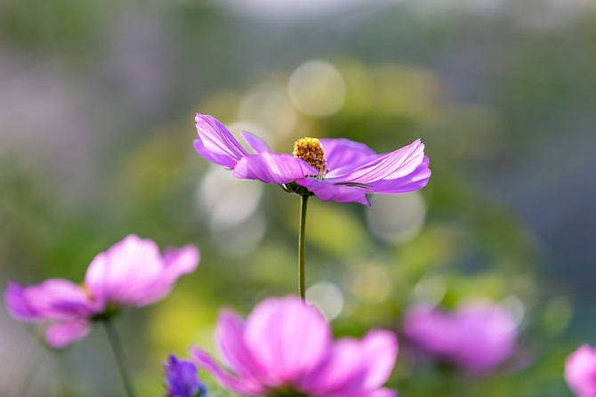 QJ9127420485花。jpg