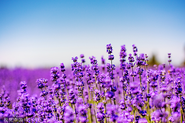 VCG21gic18851825薰衣草。jpg