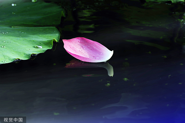 VCG2128780976d花瓣。jpg