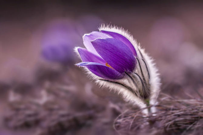 QJ7118866298花。jpg