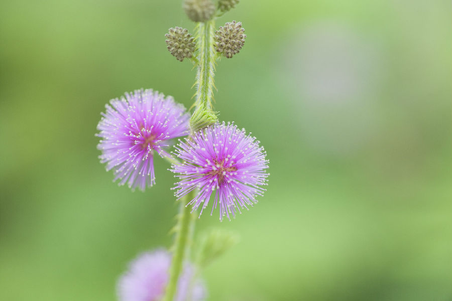 QJ8197379638花。jpg