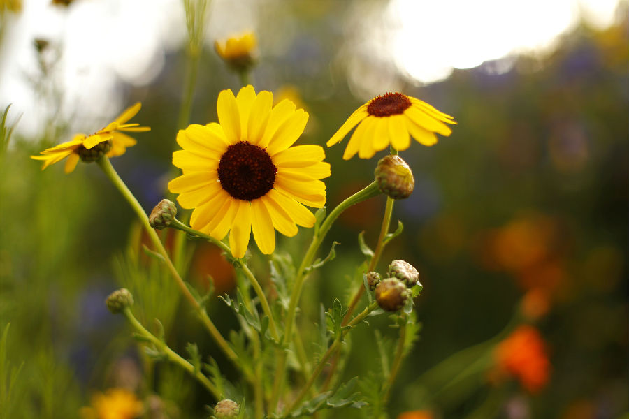 QJ7116870007花。jpg