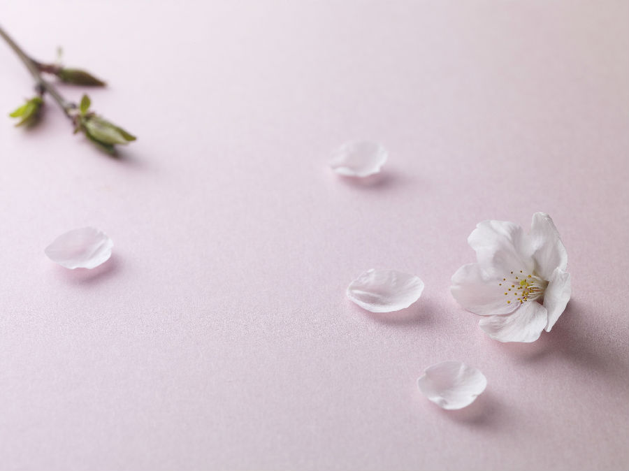 QJ6388964991樱花。jpg