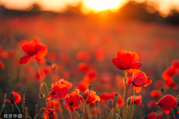 VCG41513095258红色的花。jpg