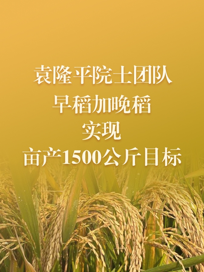 打破记录!袁隆平团队双季稻亩产超过1500斤