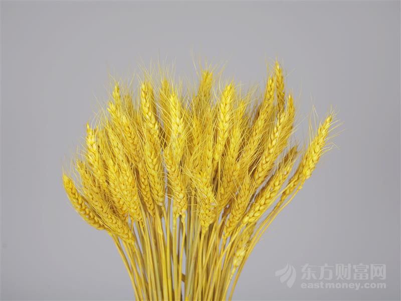 多国限制粮食出口##专题##