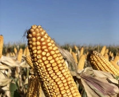 增产潜力1.8亿吨 中国粮食生产三大瓶颈待打破